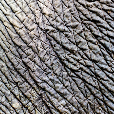elephant skin textureの写真素材