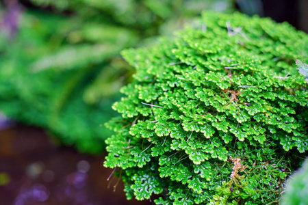 green leaf with water dropsの写真素材