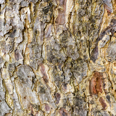 Tree bark texture background