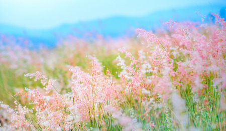 vintage grass fieldの写真素材