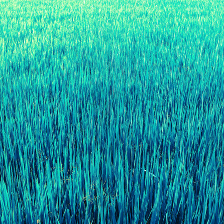 blue grass field backgroundの写真素材