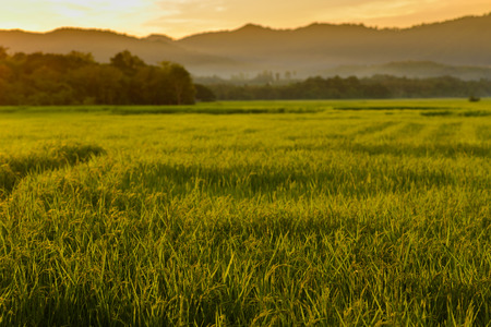 Green Rice Field with Mountains Background under Blue Sky and Cloudsの写真素材