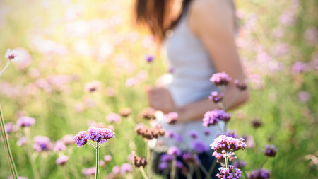 woman in the verbena field under evening sun lightの写真素材
