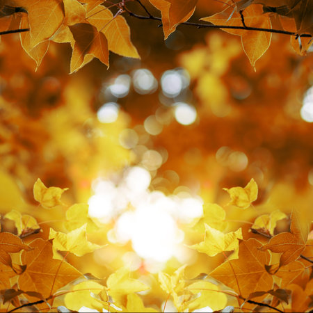 Autumnal maple leaves