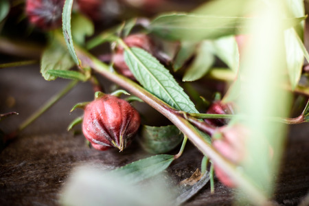 Roselle fruitsHibiscus sabdariffa on wooden tableの写真素材