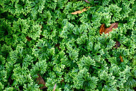 Moss green for textures and backgroundsの写真素材