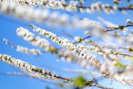 The brunch of blossoming spring tree  White peach flower in blue sky