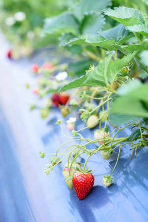 strawberry plant fieldsの写真素材