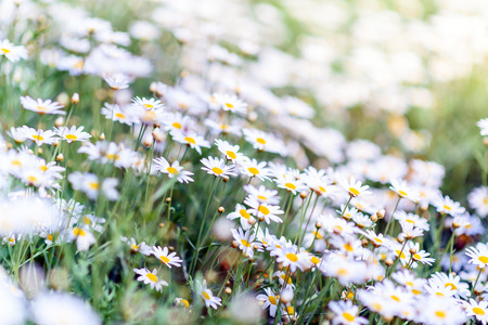Field of spring flowers in sunshineの写真素材