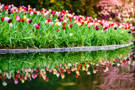 colorful tulips in the gardenの写真素材