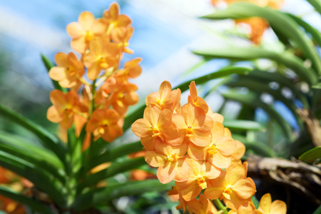 Beautiful Orchidsの写真素材