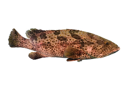 Live sea bass isolated on white backgroundの写真素材