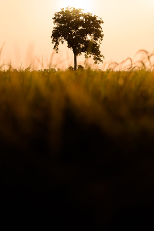 surreal rural landscape with lonely tree in sunset lightの写真素材