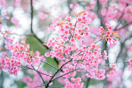 Beautiful pink cherry blossom , sakura flower