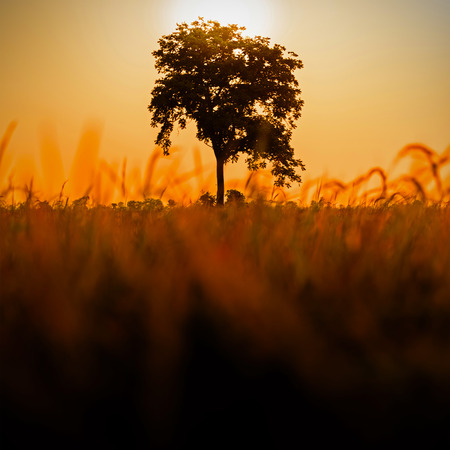 lonely tree on meadow at sunsetの写真素材