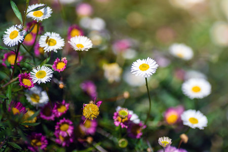 photo of beautiful wild flower