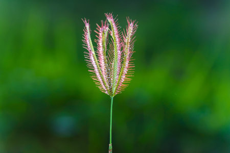 Close-up of grass flower on green sunny meadowの写真素材