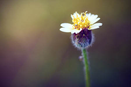 Close-up of grass flower on green sunny meadowの写真素材
