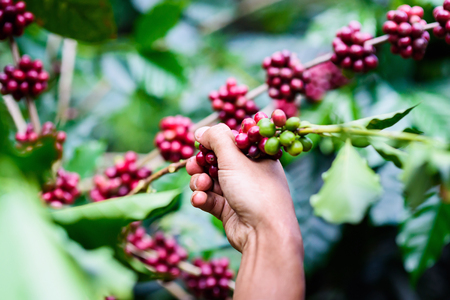 Agriculturist Hand picking red Arabica coffee beans on coffee treeの写真素材