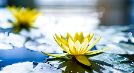beautiful lotus flower in pondの写真素材