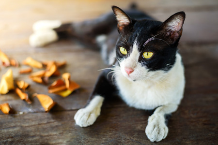 cat lay down on wood backgroundの写真素材