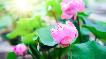 beautiful pink lotus flower in pondの写真素材