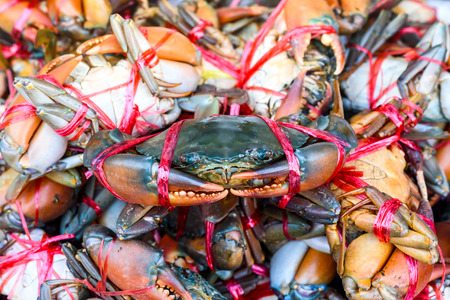 Living Mud Crab in market , Scylla serrataの写真素材