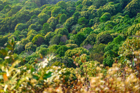 Forest seamless pattern - view from above.
