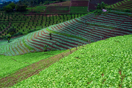 Landscape view of plantation , Chiang mai , Thailandの写真素材