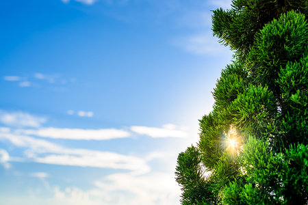 Abstract natural backgrounds against blue skiesの写真素材