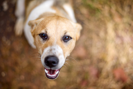 Portrait young dog at sunset, blur backgroundの写真素材