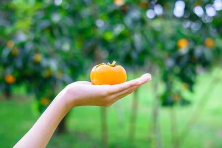 woman hand holding ripe persimmons on the tree in sunshine dayの写真素材