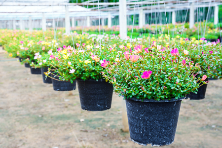 Hanging flower pots in a plant nursery green house, flower farm backgroundの写真素材