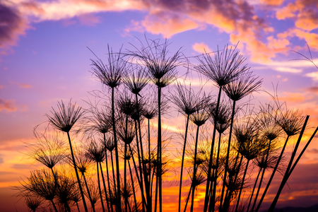 Silhouette of grass flower in dramatic sunset sky , Egyptian papyrus plant in the eveningの写真素材