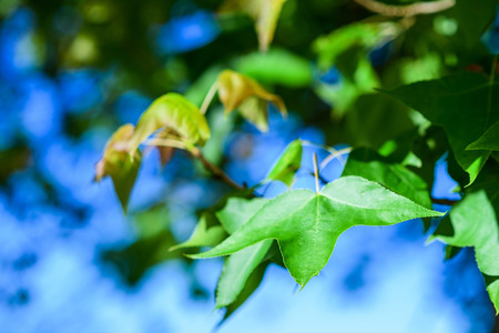 Leaves Mable change color on blue sky background , autumn green maple leafの写真素材
