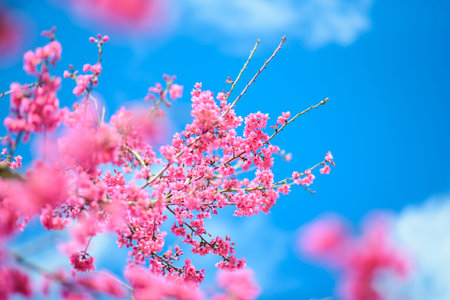 Pink Cherry blossom , Sakura flower blooming in blue sky
