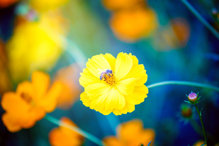 Cosmos Flowers with bees flying in gardenの写真素材
