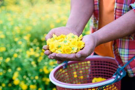 Harvesting yellow chrysanthemum(daisies) flower in farmer hands, which flowers In traditional Chinese medicine has a therapeutic effect so it is an economic crop.の写真素材