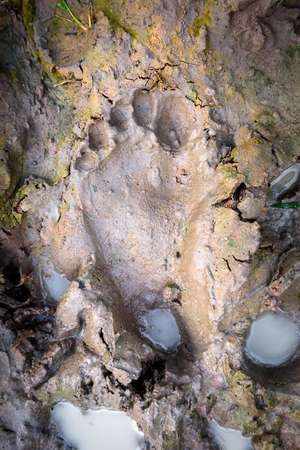 Human Footprints in Wet Mudの写真素材