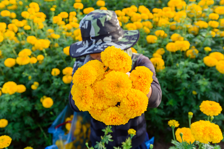 Agriculturist use Secateurs cut Yellow Marigold Flowers in the gardenの写真素材