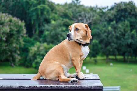 Cute Puppy Dog Sitting On Bench in Gardenの写真素材