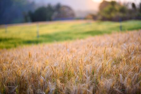 landscape ripe barley field in evening sunlightの写真素材