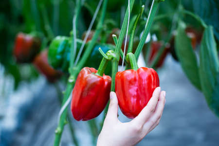 woman hand picking ripe red bell pepper plantation in farm gardenの写真素材