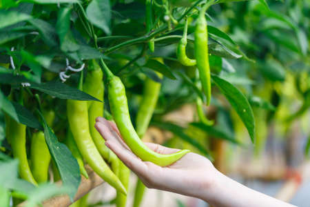 woman hand picking ripe green chilli or pepper plantation in farm gardenの写真素材