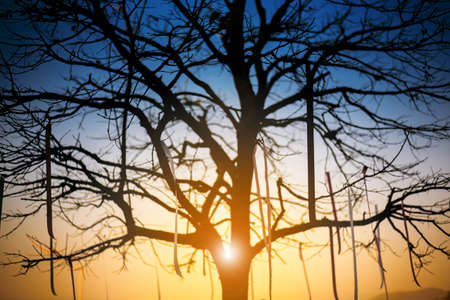 silhouette blur of tree in wedding ceremony event in garden at sunsetの写真素材