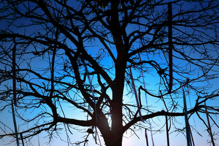 silhouette blur of tree in wedding ceremony event in garden at sunsetの写真素材