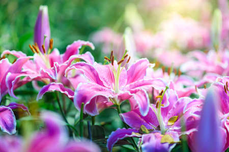 pink lily flower blooming in the garden at sunriseの写真素材