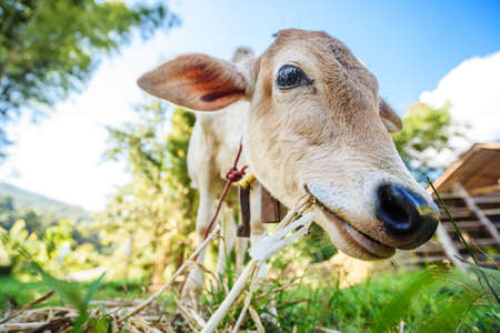 close up funny face cow in nature gardenの写真素材