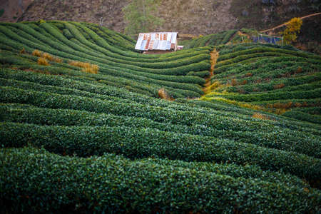 Terrace Tea Plantation , Chiang mai , Thailandの写真素材