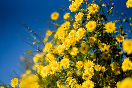 yellow chrysanthemum(daisies) flower in blue sky , which flowers In traditional Chinese medicineの写真素材